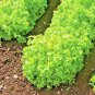 Fresh 601+ Salad Bowl Lettuce Seeds Organic Vegetable Lose Leaf Romain Garden
