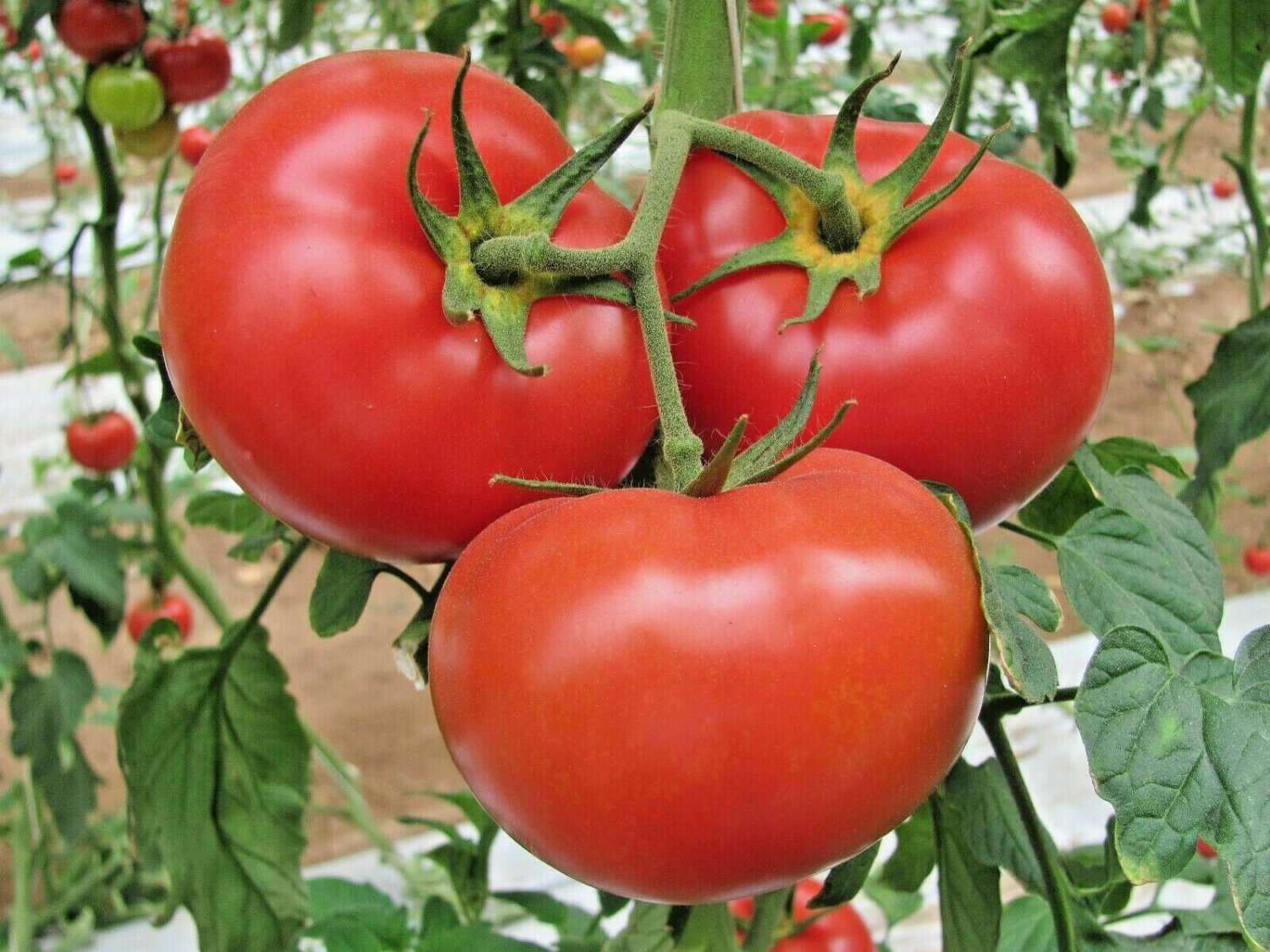 Fresh 151+ Beefsteak Tomato Seeds Organic Native Vegetable Summer Garden