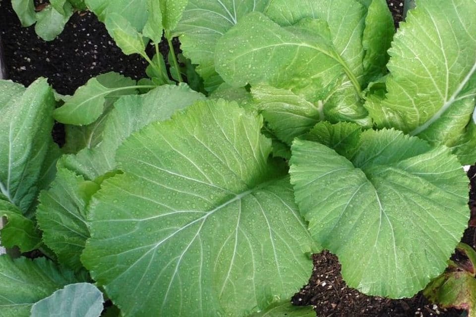Fresh 601+ Florida Broadleaf Mustard Greens Seeds Organic Spring Fall Garden
