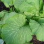 Fresh 601+ Florida Broadleaf Mustard Greens Seeds Organic Spring Fall Garden