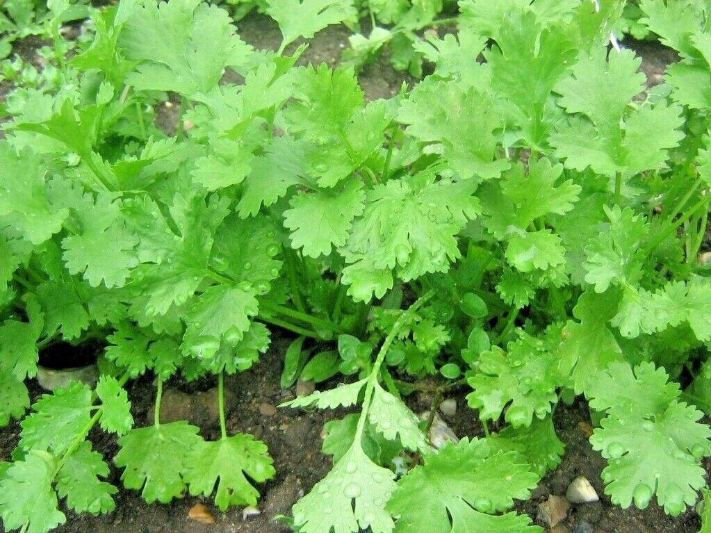 Fresh 61+ Cilantro Seeds Coriander Salsa Tex Mex Kitchen Summer Herb Garden