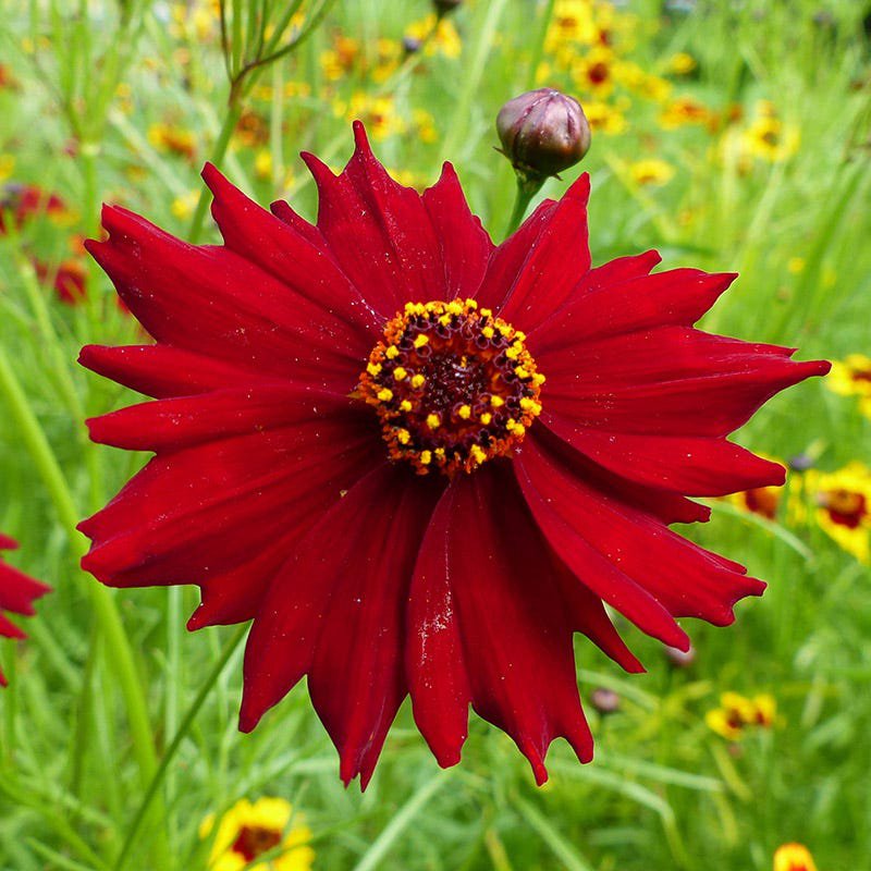 Fresh 2001+ Dwarf Red Plains Coreopsis Seeds Native Wildflower Drought Heat Pollinators Garden