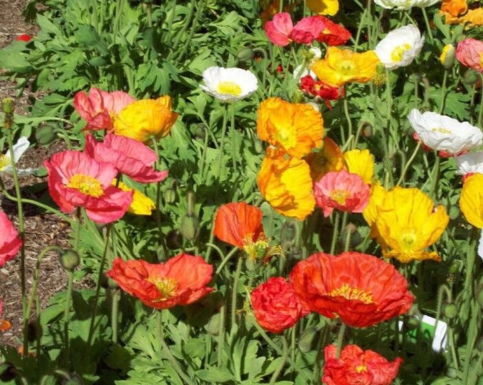 Fresh 2001+ Corn Field Poppy Mix Flower Seeds Wildflower Garden