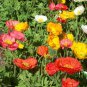 Fresh 2001+ Corn Field Poppy Mix Flower Seeds Wildflower Garden