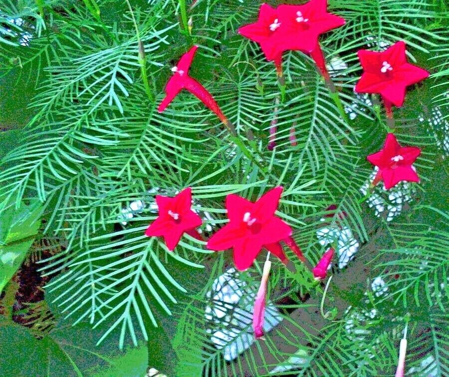 Fresh 41+ Cypress Vine Flower Seeds Climbing Flowering Vine Summer Garden