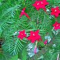 Fresh 41+ Cypress Vine Flower Seeds Climbing Flowering Vine Summer Garden