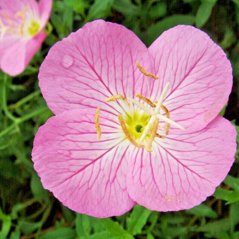 Fresh 501+ Showy Mexican Evening Primrose Seeds Groundcover Flower Garden