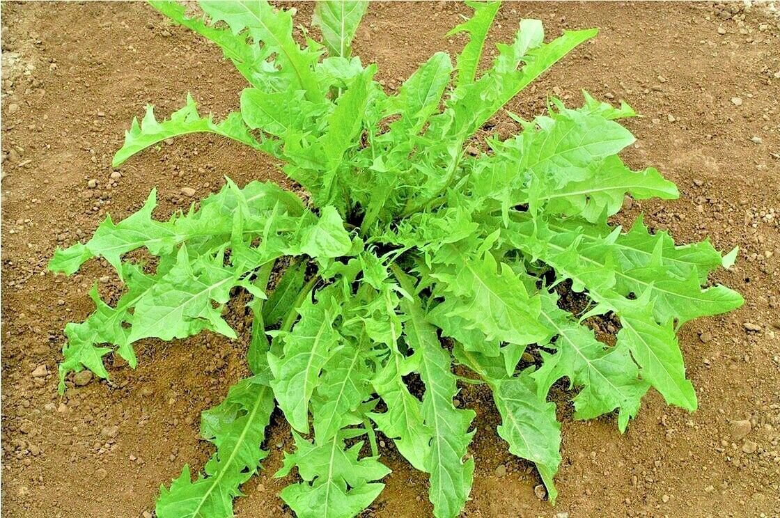 Fresh 601+ Italian Dandelion Seed Organic Chicory Endive Gourmet Salad Greens Garden