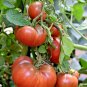 Fresh 51+ Cherokee Purple Tomato Seeds Organic Native Heirloom Summer Garden