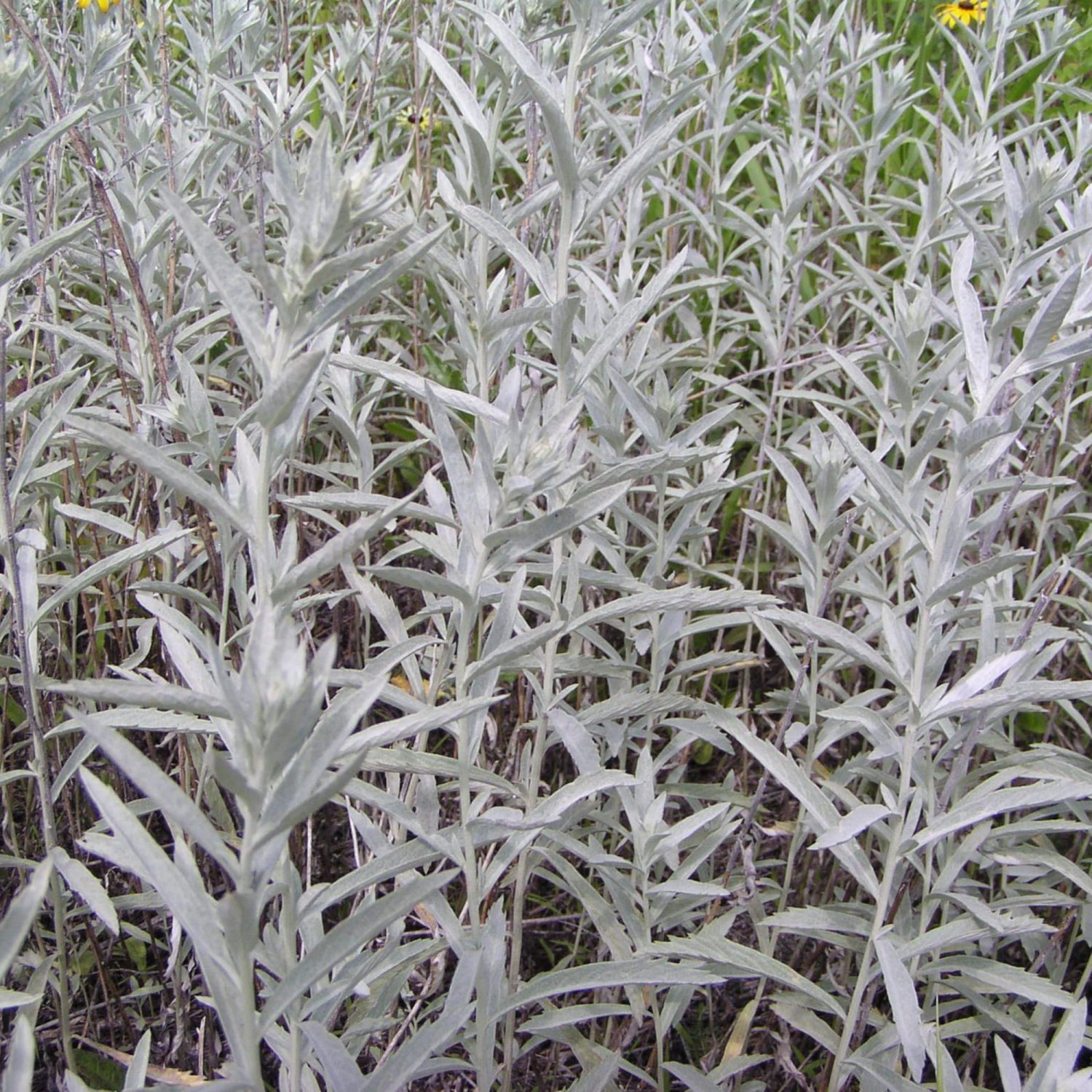 Fresh 301+ Prairie Sage Flower Seeds White Sagebrush Perennial Native Wildflower Smudge Garden