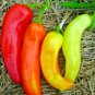 Fresh 1/2 Lb Crimson Clover Seeds Groundcover Food Plot Deer Turkey Native Wildflower Garden