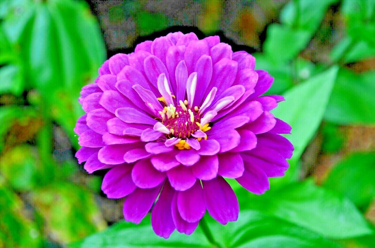 Fresh 100+ Sky Blue Aster Seeds Perennial Native Wildflower Summer Fall Flower Garden
