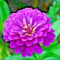 Fresh 100+ Sky Blue Aster Seeds Perennial Native Wildflower Summer Fall Flower Garden