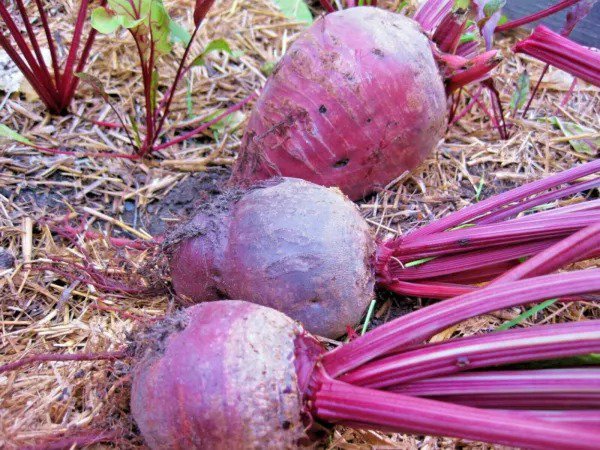 Fresh 300+ Purple Sprouting Broccoli Seeds Organic Heirloom Cool Season Open Pollinated Garden