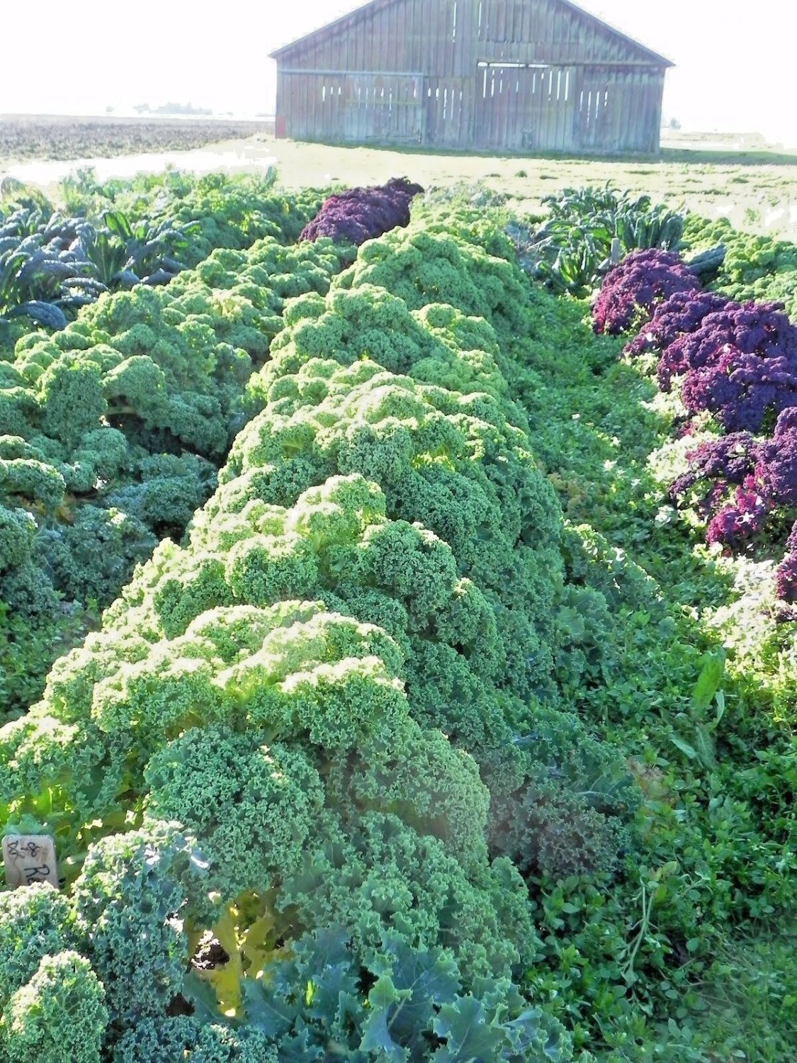 Fresh 1000+ Bishop Flower Seeds Wildflower Queens Anne'S Lace Summer Garden