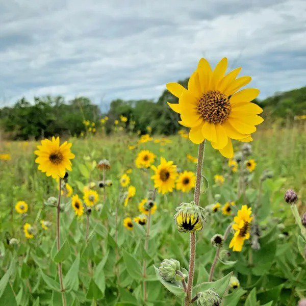Fresh 1000+ Blue Grama Seeds Native Prairie Grass Drought Poor Soils Low Maintenace Garden
