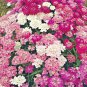 Fresh 150+ Beefsteak Tomato Seeds Organic Native Vegetable Summer Garden