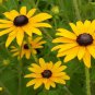 Fresh 300+ Prairie Sage Flower Seeds White Sagebrush Perennial Native Wildflower Smudge Garden