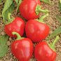 Fresh 100+ California Wonder Sweet Bell Pepper Seeds Organic Vegetable Garden