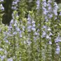 Fresh 200+ Alumroot Coral Bells Seeds Perennial Native Wildflower Poor Soils Garden