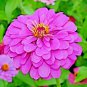 Fresh 200+ Verbena Mix Flower Seeds Groundcover Hanging Baskets Flower Garden