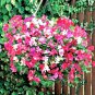 Fresh 300+ Cosmos Daydream Seeds Wildflower Heat Drought Poor Soils Pollinators Easy Garden