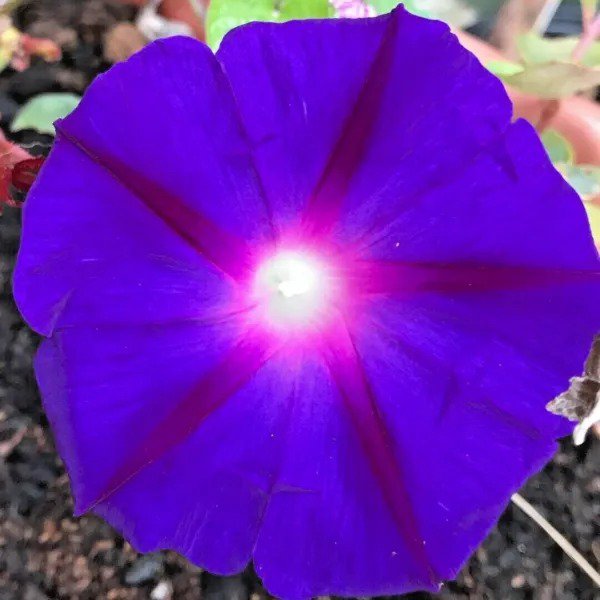 Fresh 40+ Four O Clock Mix Seed Wildflower Pollinators Fragrant Night Blooms Perennial Garden