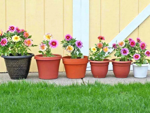 Fresh 600+ Dutch Corn Salad Seeds Organic Lambs Lettuce Mache Patio Garden