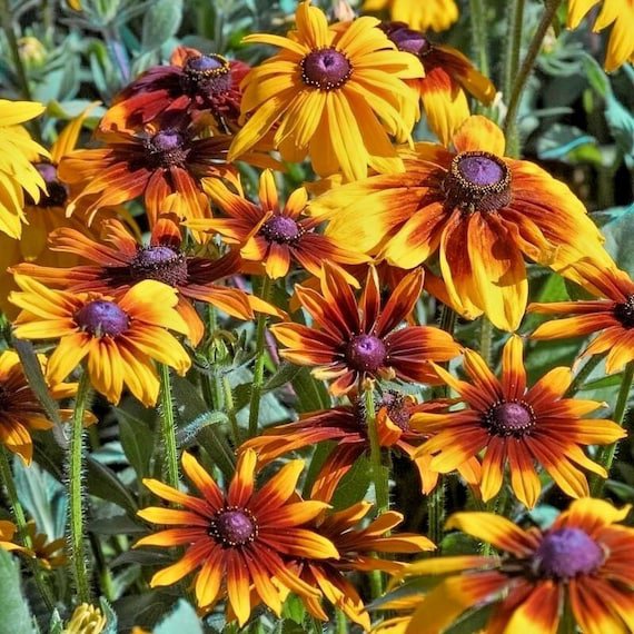 Fresh 250+ China Aster Powder Puff Mix Seeds Cut Flowers Summer Fall Garden