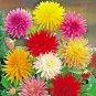 Fresh 500+ Love In A Mist Flower Seeds Flowering Annual Cut Dried Flowers Garden