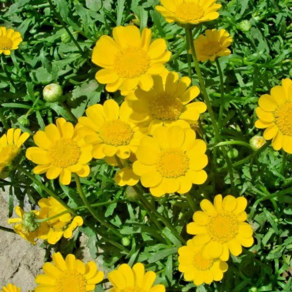 Fresh $12.00 Quick & Easy Butterfly Kit Fast Growing Seed Blooms Spring To Fall Garden
