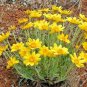 Fresh 1000+ Purple Gleam California Poppy Flower Seeds Native Wildflower Garden
