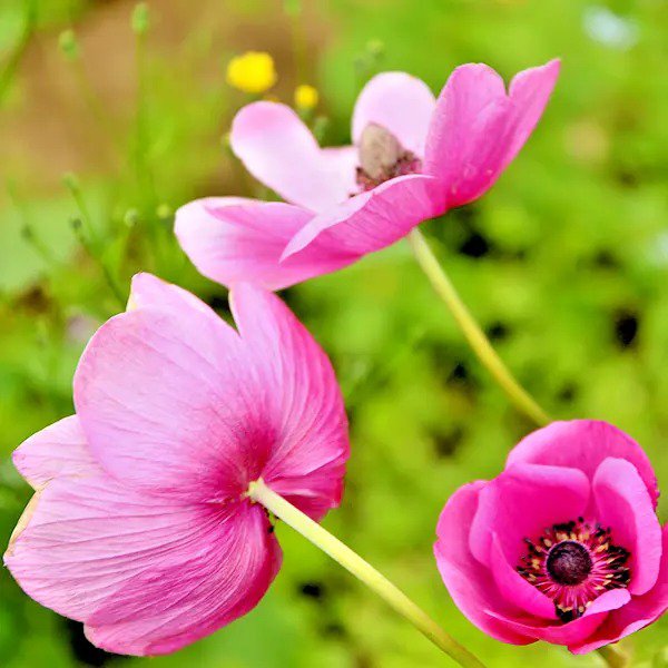 Fresh 500+ Dwarf Bachelor Button Polka Dot Mix Flower Seeds Cut Dried Flowers Garden