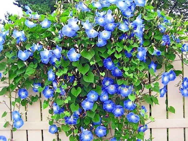 Fresh 25+ Congo Watermelon Seeds Organic Heirloom Vine Xl 30 50Lbs Summer Garden