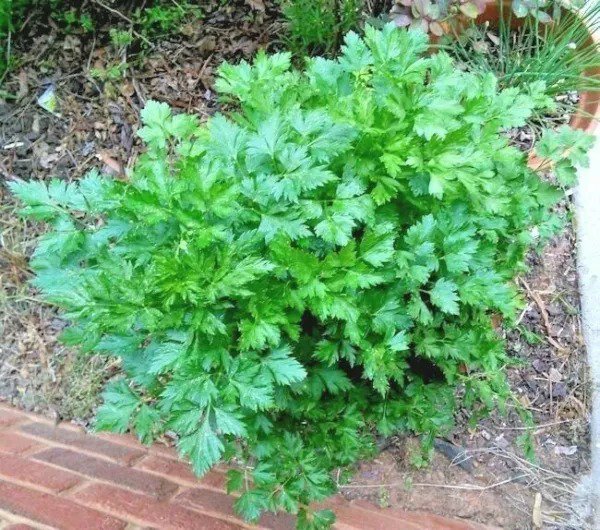 Fresh 1000+ Catchfly Flower Seeds None So Pretty Native Wildflower Patio Garden