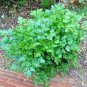Fresh 1000+ Catchfly Flower Seeds None So Pretty Native Wildflower Patio Garden