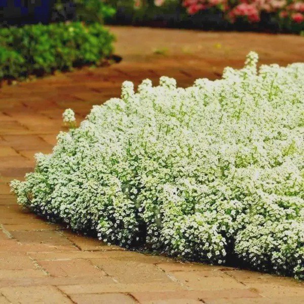 Fresh 300+ Italian Flat Leaf Parsley Seeds Organic Herb S Culinary Easy Garden