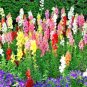 Fresh 400+ English Daisy Mix Flower Seeds European Wildflower Early Blooms Groundcover Garden