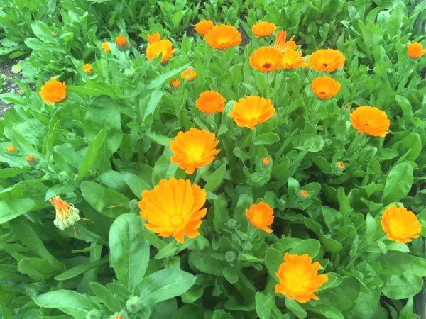 Fresh 100+ Swamp Rose Milkweed Seeds Native Wildflower Patio Flower Garden