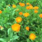 Fresh 100+ Swamp Rose Milkweed Seeds Native Wildflower Patio Flower Garden