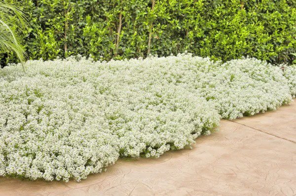 Fresh 300+ Thai Basil Seeds Asian Organic Herb Summer Vegetable Patio Garden