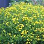 Fresh 75+ Obedient Plant Flower Seeds Native Wildflower Deer Resistant Garden