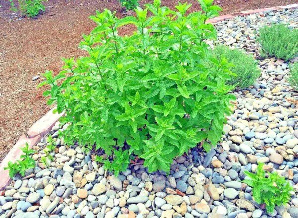 Fresh 50+ Blue Wild False Indigo Seeds Native Wildflower Perennial Nitrogen Fixing Easy Garden