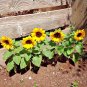 Fresh 300+ Spearmint Seeds Organic Herb Mint Tea Patio Vegetable Garden