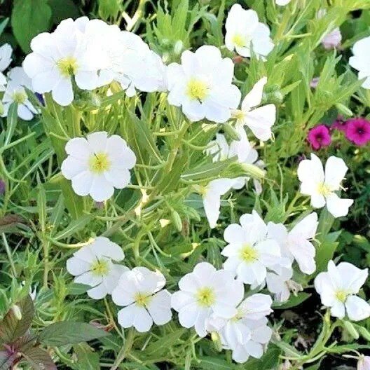 Fresh 2000+ Deer Proof Native Wildflower Mix 15 Different Flowering Annual Perennial Garden
