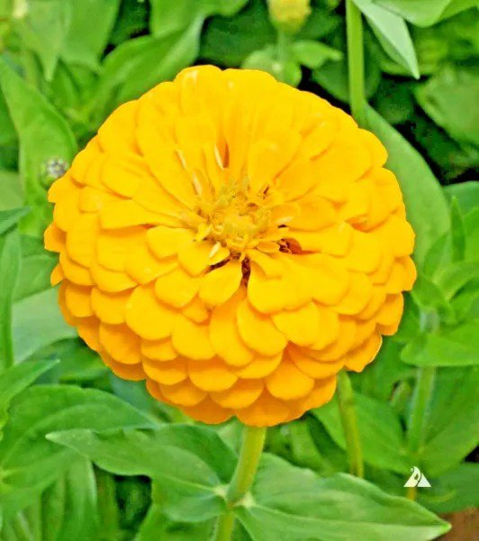 Fresh 300+ Pale Evening Primrose Flower Seeds Drought Heat Cold Groundcover Wildflower Garden