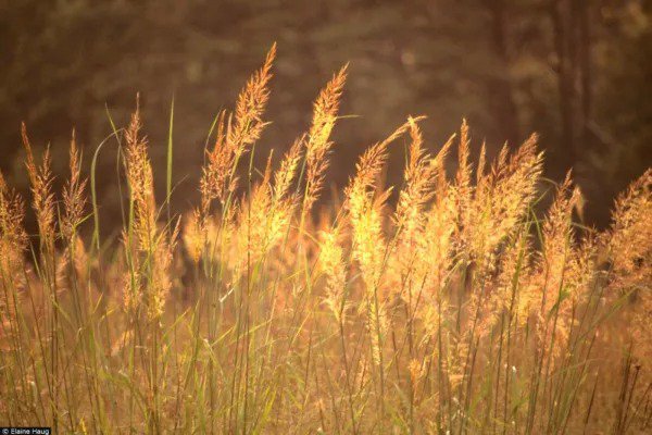 Fresh 500+ Little Bluestem Seeds Native Prairie Grass Ornamental Perennial Fall Colors Garden