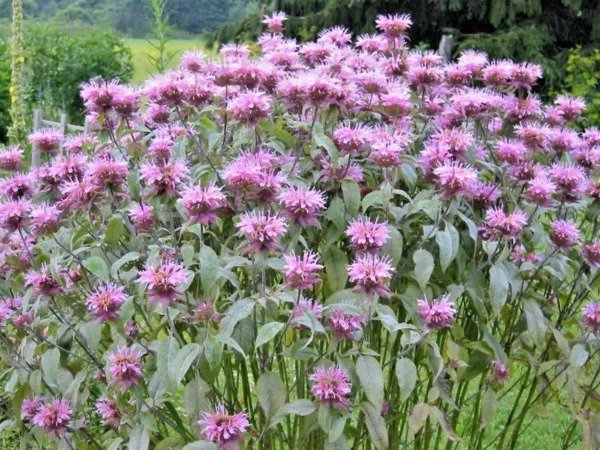 Fresh 500+ Indian Grass Seeds Native Prairie Wildflower Ornamental Poor Soils Heat Cold Garden