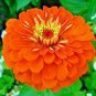 Fresh 200+ African Daisy Mix Seeds White Orange Yellow Apricot Drought Tolerant Annual Garden