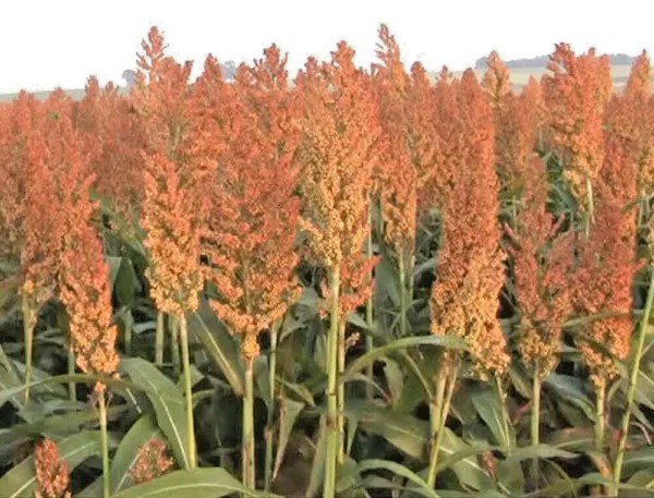 Fresh 1 Oz Asparagus Seeds Mary Washington Heirloom Summer Vegetable Organic Garden